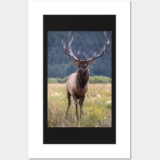 Colorado Bull Elk Posters and Art